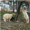 В зоопарке Геленджика отмечают день рождения детенышей красноярского белого медведя Седова