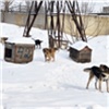 Депутаты предложили пересчитать всех бездомных собак в Красноярске