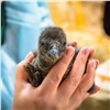 В красноярском зоопарке родились четыре пингвинёнка