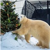 Красноярский зоопарк попросил отдать животным нераспроданные живые ёлки