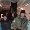 «Первый полет коня в самолете в Красноярском крае»: в Дивногорск из Игарки привезли бездомную лошадь (видео)