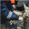 В Красноярском крае дикая коза провалилась под лед. Выбраться ей помогли спасатели (видео)