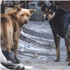 В России могут поменять законы об обращении с бродячими собаками