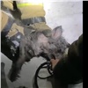 В Назарово пожарные реанимировали спасенных из горящего дома кошек и собаку (видео)