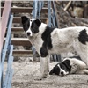 «Не кормите бродячих псов»: в Красноярской краевой больнице отловили агрессивную собаку, ставшую «талисманом» красной зоны