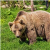 В Красноярском крае посчитают медведей