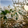 На Татышеве зацвел яблоневый сад. Красноярцев просят бережно относиться к деревьям