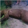 В Лесосибирске застрелили вышедшего к людям медведя