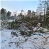 В Большемуртинском районе шесть друзей незаконно вырубили лес на 3,3 млн рублей. В колонию пока отправится только один