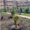 Во дворах Центрального района Красноярска начали высаживать крупномерные деревья