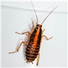 «Они повсюду»: тараканы заполонили многоквартирный дом в Красноярском крае 