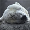 Пандус и реабилитация в бассейне: зоологи рассказали о восстановлении спасенного в Красноярском крае белого медведя (видео)