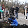 Красноярские активисты высадили деревья у входа в Центральный парк