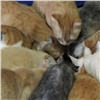 «В месяц уходит 200 тысяч»: красноярки открыли приют для бездомных кошек