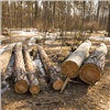 В Красноярском крае сотрудники центра защиты леса за миллион объявили деревья больным и разрешили их вырубку