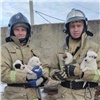 Пожарные из Красноярского края приютили собачью семью и теперь ищут для нее новых хозяев