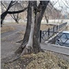 В Красноярске начали сносить аварийные деревья