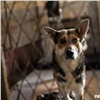 «Идет борьба за выживание»: в крупнейшем красноярском приюте для собак заканчивается корм