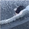 «Буквально вмерзал в льдину»: красноярец не захотел лечить кота и выбросил в Енисей