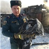 «Услышал писк, похожий на плач ребенка»: в Козульском районе пожарный спас кота из горящего дома 