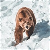 Полицейские Красноярского края ищут авторов объявления с информацией о берлоге с медведем