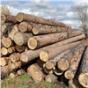 В Красноярском крае семью депутатов осудят за незаконную рубку леса