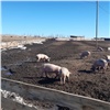 Фермерам из Минусинского района планируют компенсировать потери из-за вспышки африканской чумы свиней
