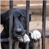 Красноярцев просят помочь собакам из старейшего приюта города 