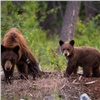 В Красноярском крае браконьеры безжалостно расстреляли двух медведей и похвастались этим в соцсетях: их искали два года (видео)