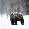 На красноярских «Столбах» проснулись медведи (видео)