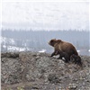 Сотрудники «Столбов» напомнили красноярцам о правилах безопасности в лесу после пробуждения медведей (видео)