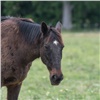 Вспышка инфекционной анемии лошадей произошла на юге Красноярского края