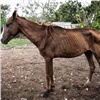 В Емельяновском районе ввели карантин из-за инфекционной болезни лошадей
