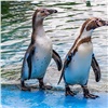 В красноярском «Роевом ручье» пингвины открыли купальный сезон в открытом вольере (видео)