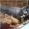 «Спасли 200 хрюшек, но 3 погибли»: пожар произошел на свиноферме под Красноярском (видео)