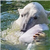 В красноярском «Роевом ручье» показали игры белых медведей со льдинами