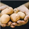 «45 минут работаем — 10 отдыхаем»: красноярцам дали рекомендации по уборке картофеля 