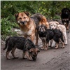 Осенью в Красноярске ожидается нашествие бродячих собак