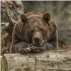«Не показывайте страх»: спасатели дали советы на случай встречи с медведем