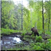 На красноярских Столбах продлили запрет на посещение буферной зоны из-за активных медведей