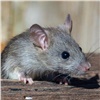 Роспотребнадзор потребовал бороться с нашествием крыс в Красноярске 