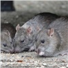 «Крысы этому очень рады!»: красноярцы пожаловались на стихийную свалку рядом с электроподстанцией