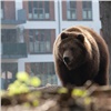 В Красноярске ввели режим угрозы возникновения ЧС из-за  разгуливающего по городу медведя