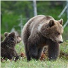 В Красноярске полицейские ищут медведицу с медвежонком 
