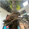 «Растрепали ствол»: красноярцев просят бережнее относиться к пальмам в торговых центрах города