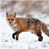 В Красноярском крае губернатору предложили ввести карантин из-за бешеной лисы