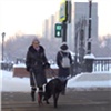 В Красноярском крае инвалидам по зрению помогут содержать собак-поводырей 
