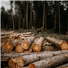 Более 80 деревьев снесут в Красноярске и Ачинске 