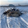 Свалку останков животных нашли на обочине федеральной трассы в Березовском районе