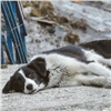 Волонтеры привозят в Красноярск бездомных собак из Бурятии, чтобы спасти от эвтаназии